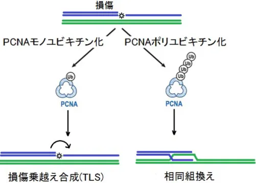 図 5  複製後修復 (PRR) 経路