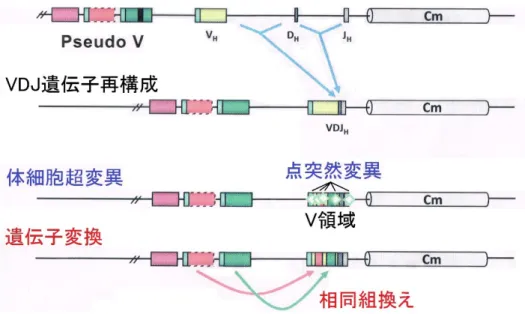 図 8  ニワトリ抗体遺伝子 H 鎖 V 領域の多様化