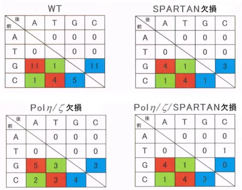図 17  各変異株における点突然変異の置換塩基の割合図 16 各変異株における点突然変異の置換塩基の種類