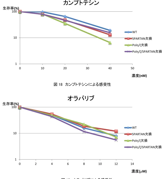 図 18 のカンプトテシン，図 19 のオラパリブともにすべての変異株で感受性は見られなか った。 WT と比べて感受性が見られないことから， SPARTAN や Pol  /  を欠損しても，二 重鎖切断 (DSB) を修復する一般的な相同組換え機構が特に不良になるわけではなく， SPARTAN 欠損により IgV  領域の遺伝子変換 (GC) が特異的に不良になった可能性が示唆さ れた。 図 18  カンプトテシンによる感受性1101000102030 40 50生存率(%) 濃度 (nM)カ