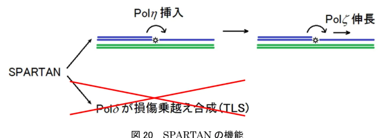 図 20  SPARTAN の機能
