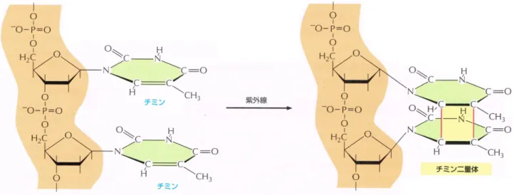 図 2  紫外線によるチミン二量体の発生