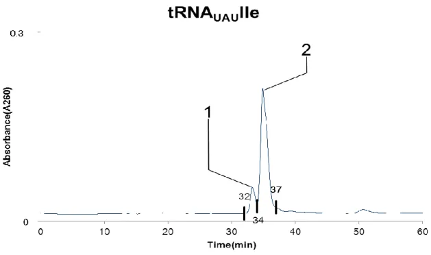 Figure 4-17 tRNA UAUIle  HPLC 精製のクロマトグラム 