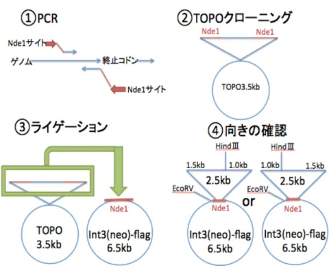 Figure 2   FLAG タグ導入のための Vector 作製戦略
