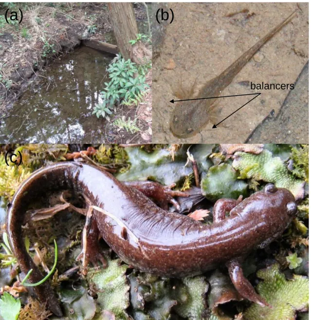 Fig. 2-1. (a) Breeding pond of Hynobius tokyoensis; (b) larva and (c) adult of Hynobius  tokyoensis