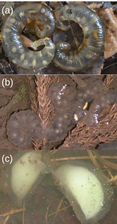 Fig. 2-2. Egg sacs of three morphologically similar species: (a) banana-shaped egg sacs  of  Hynobius  tokyoensis,  (b)  coil-shaped  egg  sacs  of  Hynobius  lichenatus,  and  (c)  akebi-shaped egg sacs of Hynobius nigrescens