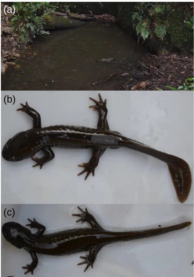 Fig.  2-3.  (a)  The  breeding  site  of  H.  dunni.  (b)  Male  and  (c)  female  individuals  of  H