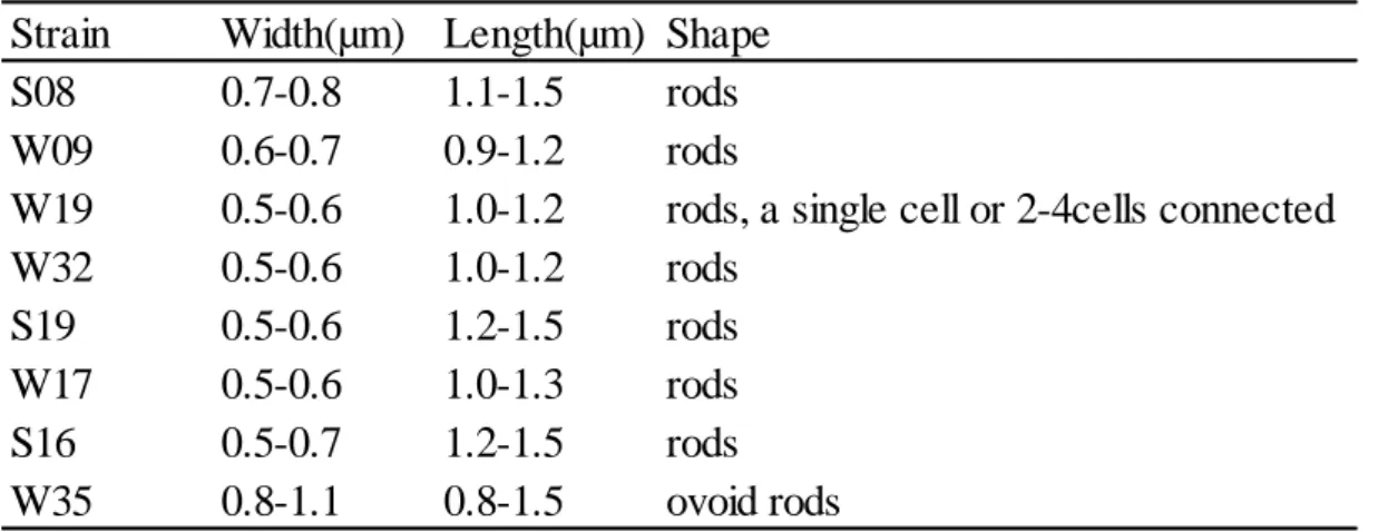 Table III-1. Cell size and shape of the isolates 