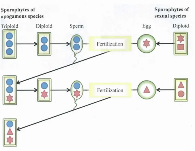 Figure  1-4. Hybridization  cycle hypothesis  proposed  by Lin  et al.  (1992,  1995)