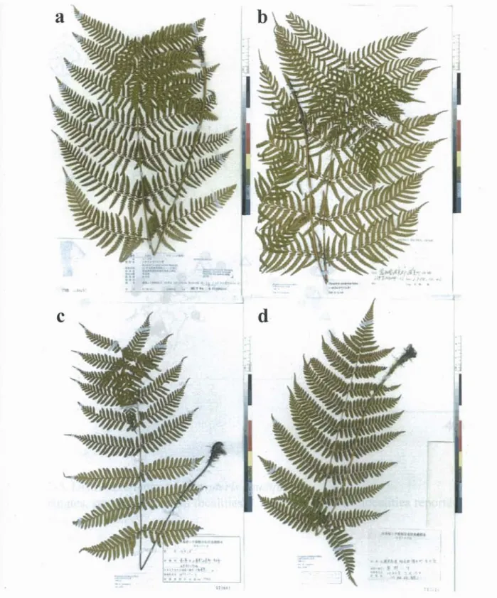 Figure  2-2. Representative  specimens  of Dryopteris  caudipinna. 