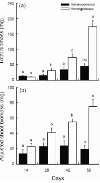 Figure 2-4 Mean + SE of total biomass (a) and adjusted shoot biomass (b) of Lolium perenne grown  in heterogeneous (closed bars) or homogeneous (open bars) soil over time