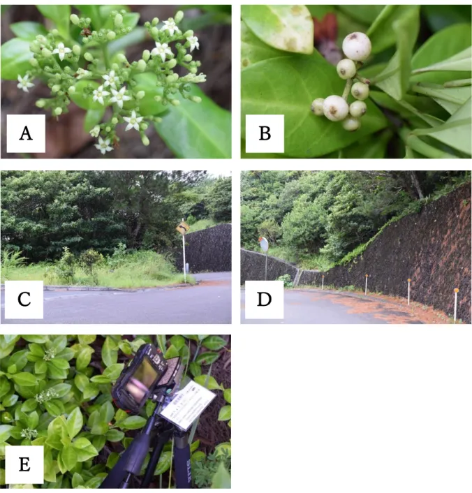 Fig.  1.  オオシラタマカズラ（ Psychotria boninensis ）の花と果実、生育状況。 