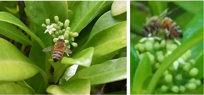 Fig. 12.  目視にて確認されたセイヨウミツバチの訪花 