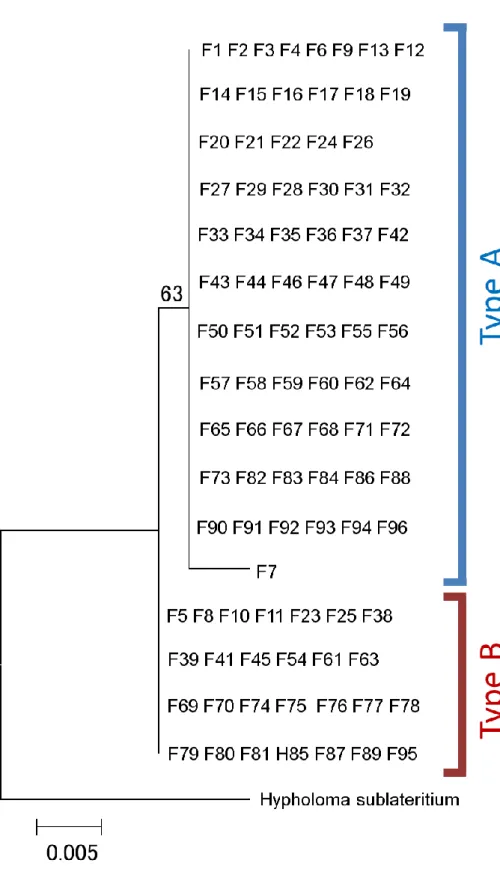 Fig. 3.  ミトコンドリア DNA  cox 3 領域の塩基配列に基づく分子系統樹 