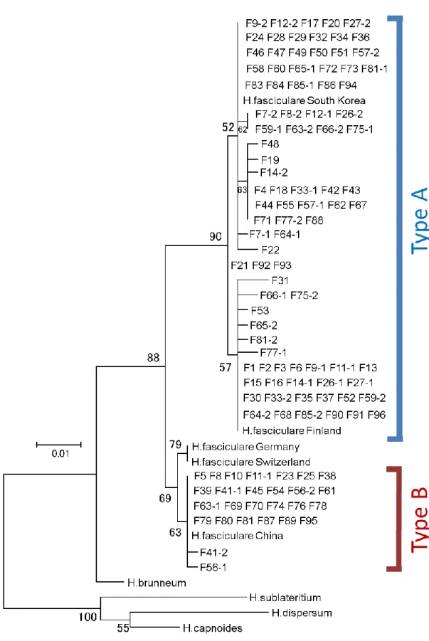 Fig. 4.  核リボソーム DNA ITS 領域の塩基配列に基づく分子系統樹 