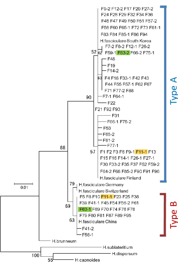 Fig. 6. SSCP 法解析によって見出された Type A と Type B 間の交雑由来個体 