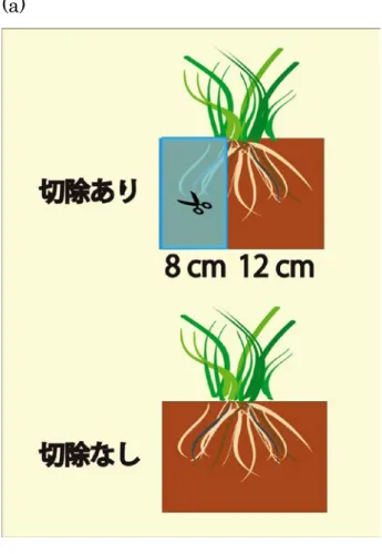 図 1 ： (a) 実験 1 の実験デザイン  (b) 実験１の処理区の名称