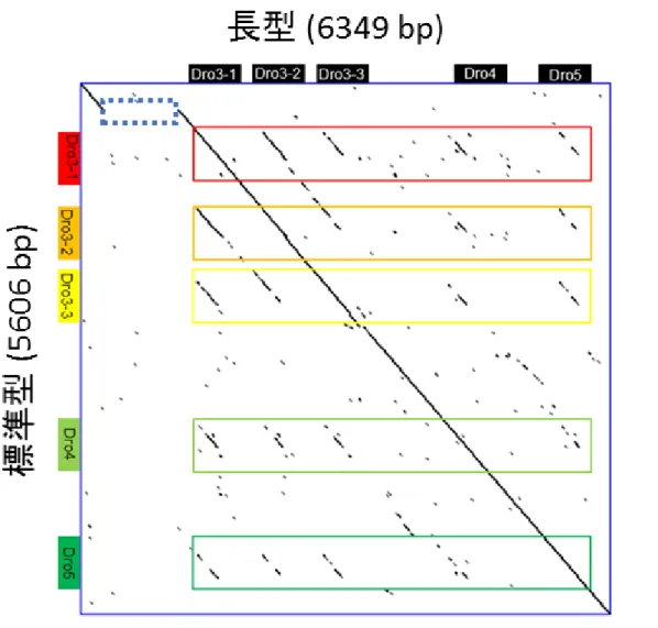 図 6-1 Dro2-5 領域における標準型（縦軸）と長型（横軸）のドットプロット 