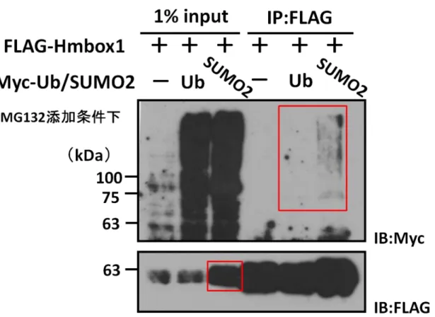 Fig. 8  Hmbox1 は SUMO2 化される 