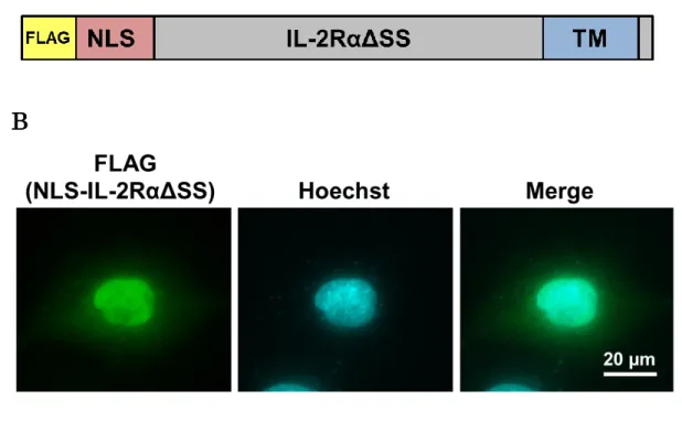 Figure 5  NLS-IL-2RαΔSS は凝集体を形成しない 