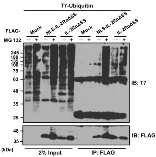 Figure 8  NLS-IL-2RαΔSS はポリユビキチン鎖と共沈降する 