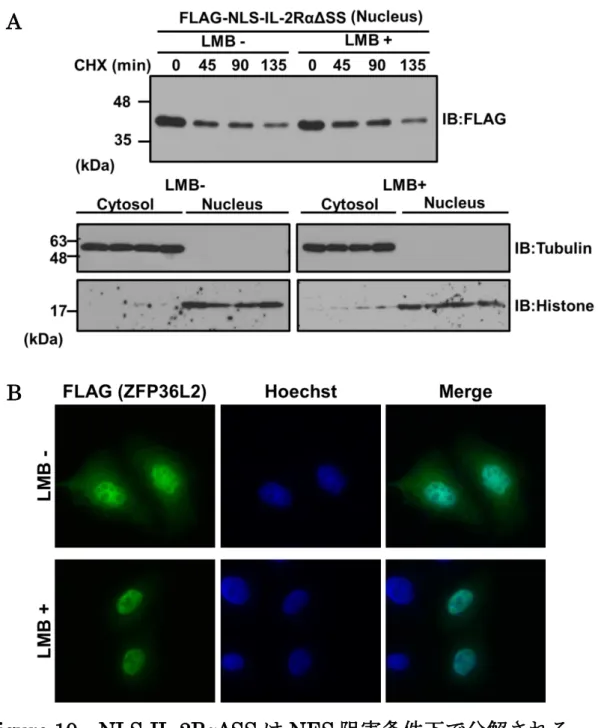 Figure 10 NLS-IL-2RαΔSS は NES 阻害条件下で分解される