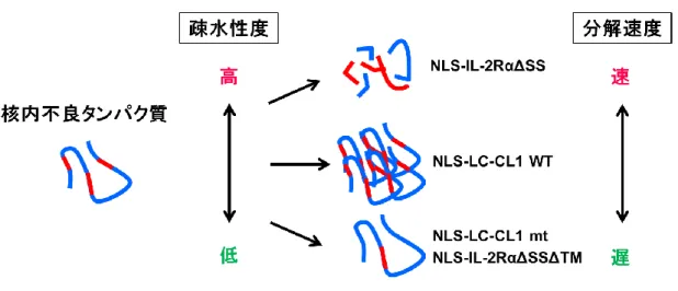 Figure 12  基質の疎水性度と分解速度の関係 