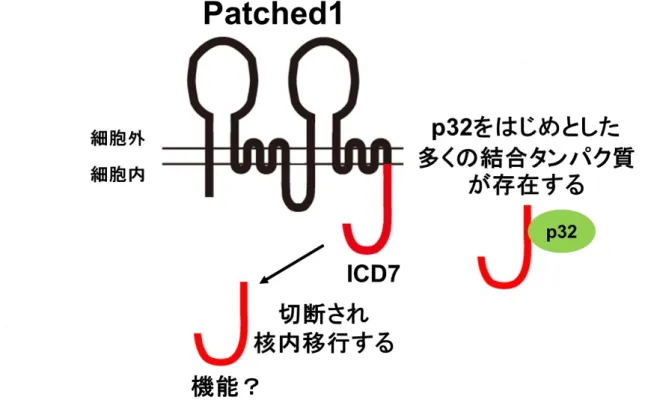 Figure S2 Patched1 ICD7 を介した新規シグナル伝達経路 