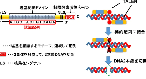 Figure S4 TALEN を利用した DNA2 本鎖切断 