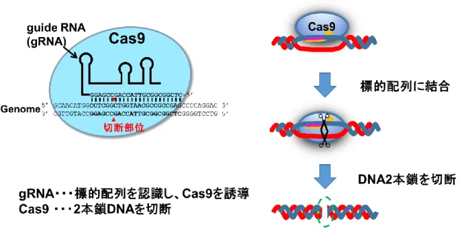 Figure S5 CRISPR/Cas9 を利用した DNA2 本鎖切断 