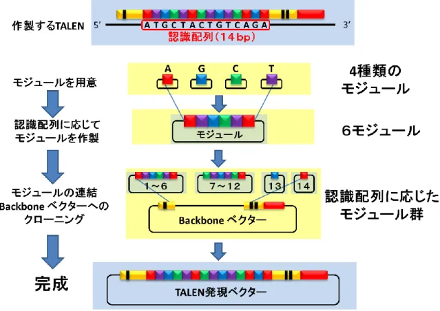 Figure S11 TALEN 発現ベクターの作製 