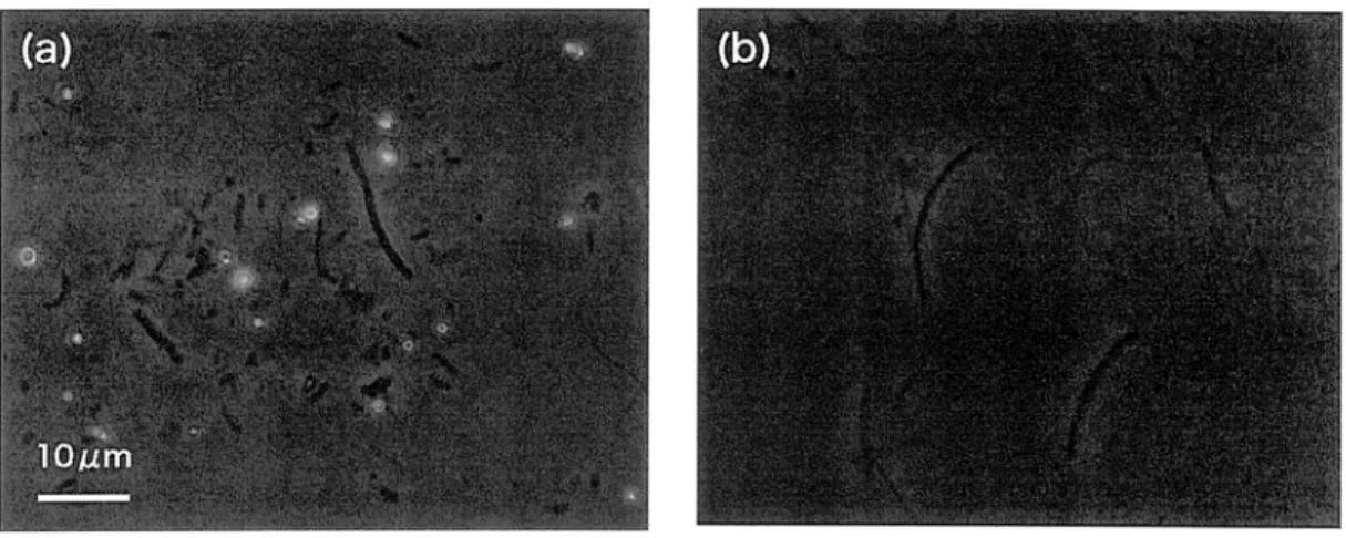 Fig.  3.  Microscopic  images  of  microbial  streamers.  (a);Images  of  white  color  streamer  containing  sulfur  globules