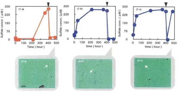 Fig.  6.  Effect  of  Oz  supplementation  changes  of  the  sulfide  concentration  after  supplementation  of  02
