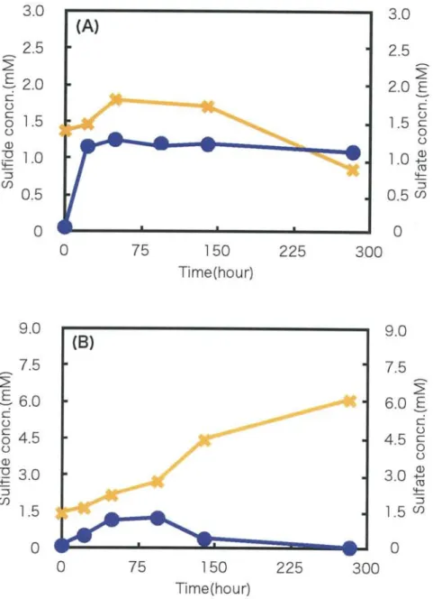 Fig.  8.  Sulfide  and  sulfate  concentration  with  "white  color"  streamer  for  long  term  cultivation  under  anaerobic  condition(A),  and  microaerobic  condition(B) 