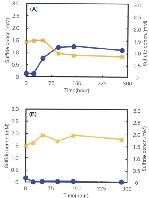 Fig.  9.  Sulfide  and  sulfate  concentration  with  "  clear"  streamer  for  long  term  cultivation  under  anaerobic  condition(A),  and  microaerobic  condition(B)