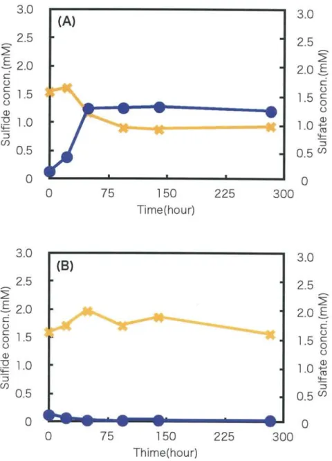 Fig.  10.  Sulfide  and  sulfate  concentration  with  " gray  color"  streamer  for  long  term  cultivation  under  anaerobic  condition(A),  and  microaerobic  condition(B)