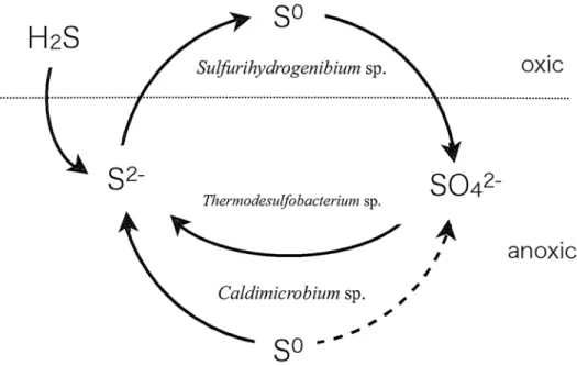 Fig.  11.  The  schematic  model  of  cross-section  view  of  sulfur  cycling  in  the  streamer  over  70°C  in  Nakabusa  hot  spring.