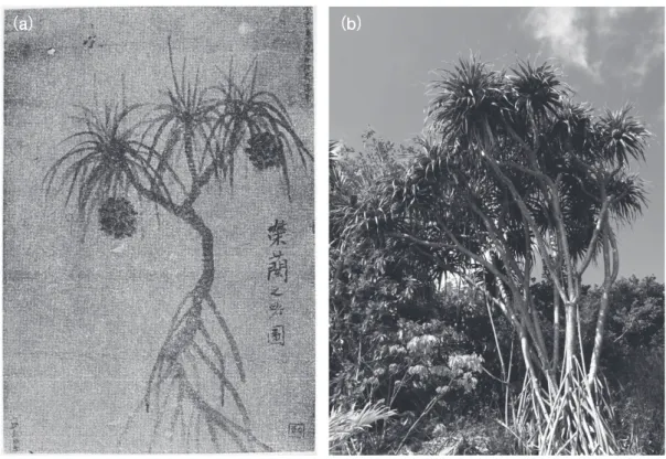 図 4　 （a）阿部櫟斎が描いたタコノキ（津山・浅海、1970 より）と（b）実際のタコノキ（著 者撮影）との比較