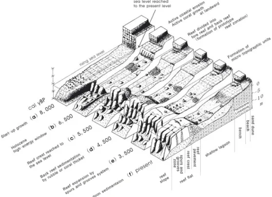 Fig. 1  Schematic diagram for fringing reef development with “crest - lagoon” zonation