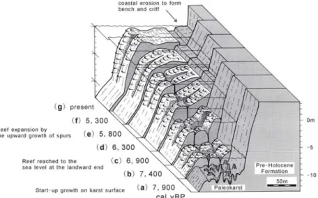 Fig. 2  Schematic diagram for narrow fringing reef development with obscure zonation. 