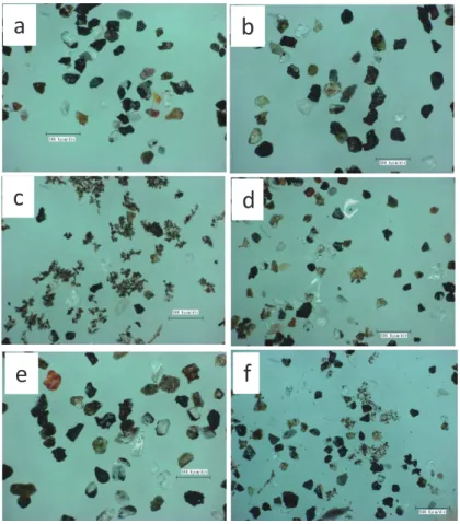Fig. 5    Optical microscope photos of the sand fraction (0.1–0.2 mm) of tidal-flat sediments