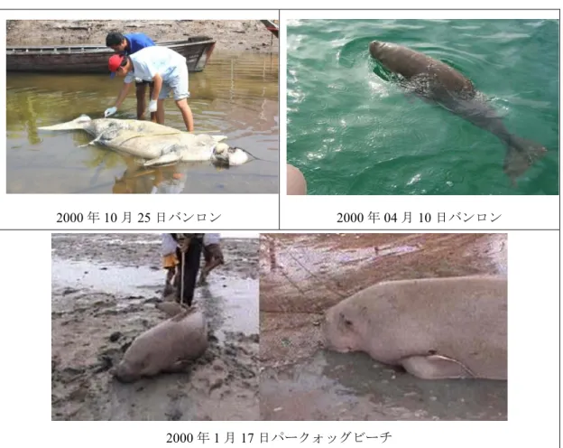 Figure 4. 7 Dugongs effected 