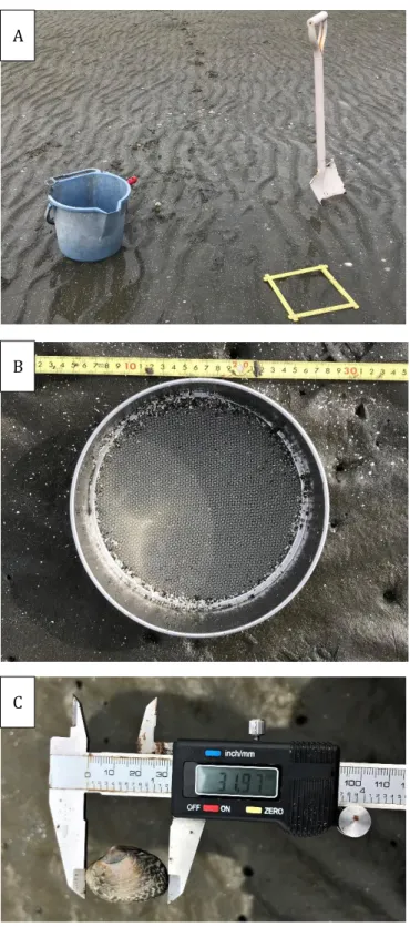Figure 2-12    Tools for density measurement and size scaling in the present study. After set  quadrat with a folding scale, beach sand was dug up and put in a bucket (A), and filtered with  1mm mesh sieve (B)