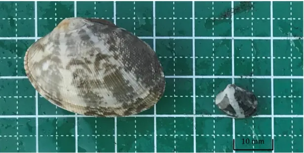Figure 1-1    An adult Manila clam (left) and a juvenile Manila clam (right). The photograph  was taken in Funabashi Sanbanze seaside park in April 2018