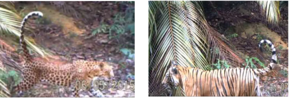 Fig. 3-5 Leopard and tiger were recorded in daytime by camera trap  