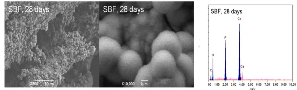 図 12    無形状のスポンジチタンの表面多孔質化処理後，SBF に 28 日浸漬して HAp 結晶析出 