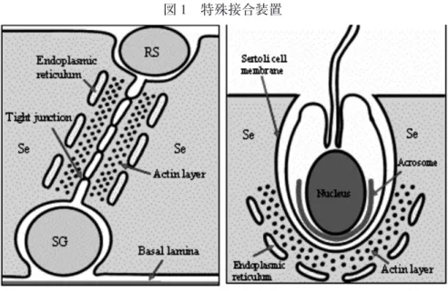 図 1　特殊接合装置 1 ．抗アンドロゲン物質フルタミド flutamide （ FLUT ）のマウス精巣への影響 　環境中を汚染している化学物質の中には、抗アンドロゲン作用を示すものがある。 農薬の成分である DDT ・ DDE （ 4 ）や可塑剤の一種であるフタル酸類（ 5 ）は抗アンドロ ゲン作用をもち、内分泌攪乱物質としても疑われている。この影響は、男性ホルモン の影響を受ける器官に悪影響を与え、精子産生機能や副生殖腺の発育を阻害すると言 われている。 ＜方法および材料＞ 　まず本研究で使用した化学