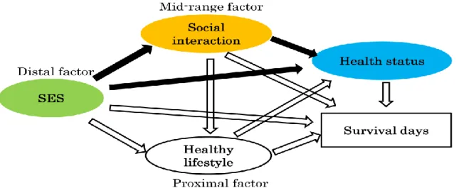 Figure  1-  17:  Hypothetical  model  of  the  mediating  role  of  social  interaction  on  SES–health status 