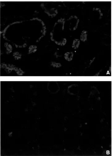Fig. 13. Life Survival of the nephrectomized mice in TGNx