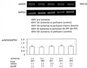 Fig.  6. Expression of ecNOS mRNA in the kidney. Lane  1  shows  pre  ischemia,  lane  2  at  3  hrs  after  re-perfusion  (control),  lane  3  at  3  hrs  after  re-perfusion  treated  with  hemin (hemin), lane 4 at 3 hrs after re-perfusion treated with  